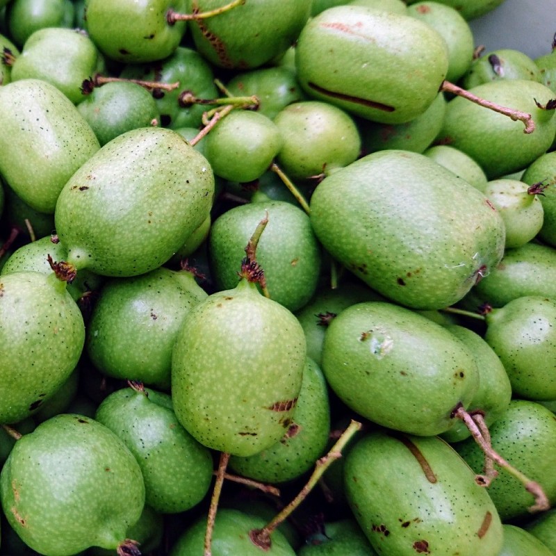 Stikkelsbærkiwi Jumbo (Hun) - Actinidia arguta Jumbo