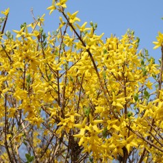 Forsythia intermedia Spectabilis - Forsytia - Vårguld