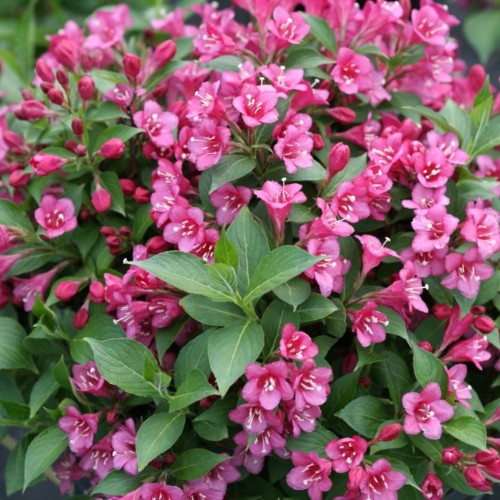 Weigela florida Picobella Rosa - Klokkebusk