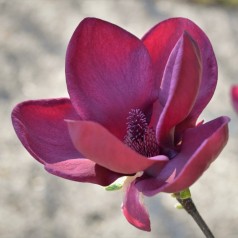Magnolia Genie - Magnolie