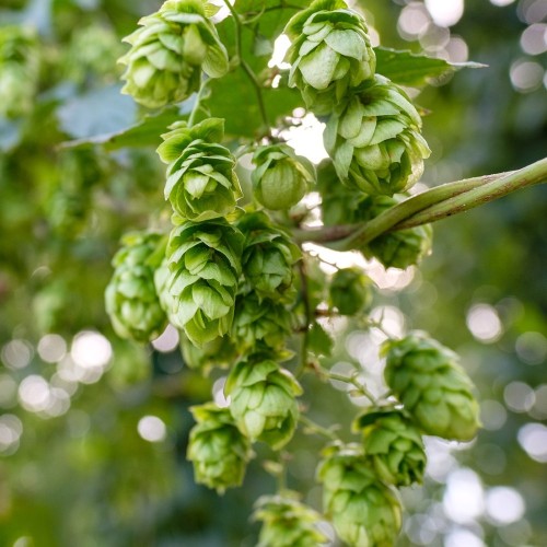 Humulus lupulus Gyndbjerg - Humle - Hun plante