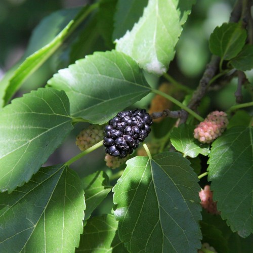 Dværgmorbær Mojo Berry - 50 cm. stamme - Morus rotundifolia Mojo Berry