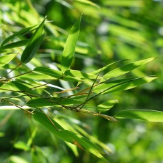 Sort bambus - Fargesia nitida