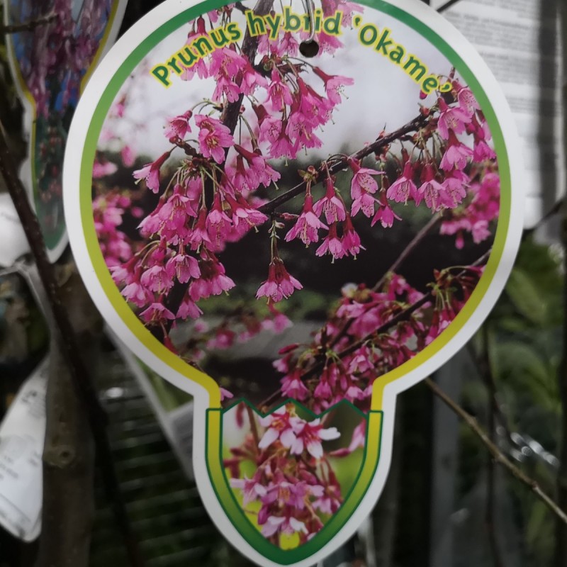 Prunus Okame - Japansk Bjergkirsebær Prunus Okame - Japansk Bjergkirsebær