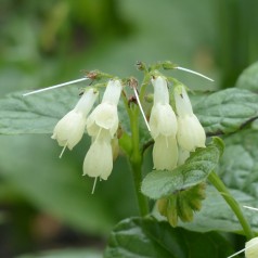 Symphytum grandiflorum - Kulsukker