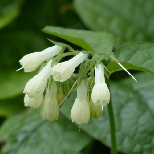 Symphytum grandiflorum - Kulsukker