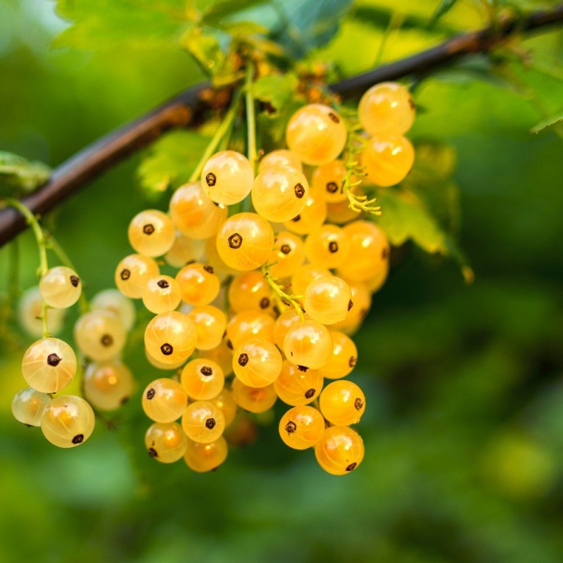 Ribsbusk White Versailler - Hvid Ribs - Ribes rubrum Whiter Versailler Ribsbusk White Versailler - Hvid Ribs - Ribes rubrum Whiter Versailler