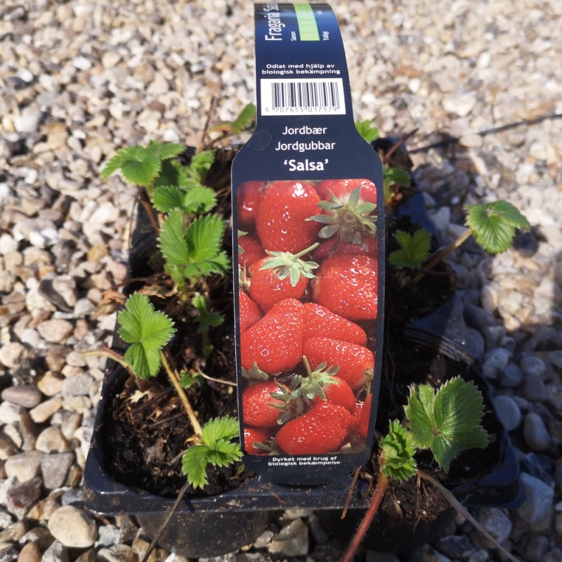 Jordbærplanter Salsa - Middeltidlig - 6 Pack Jordbærplanter Salsa - Middeltidlig - 6 Pack