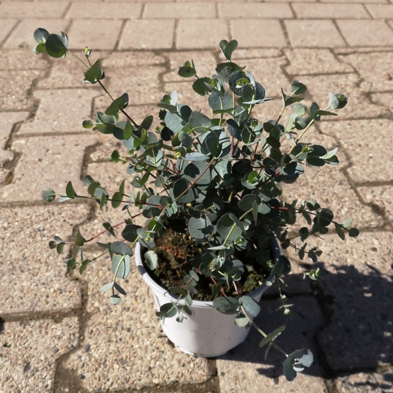 Eukalyptus - Eucalyptus gunnii - 20 cm. busket