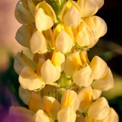 Lupinus polyphyllus Gallery Yellow / Lupin