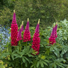Lupinus polyphyllus My Castle / Lupin
