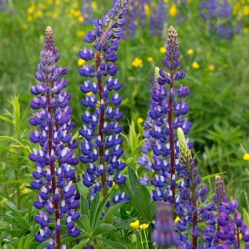 Lupinus polyphyllus The Governor / Lupin