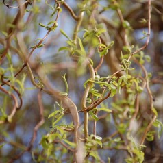 Troldpil - Salix sepulcralis Erythroflexuosa