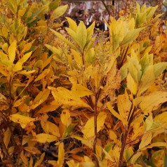 Clethra alnifolia Anne Bidwell / Konvalbusk