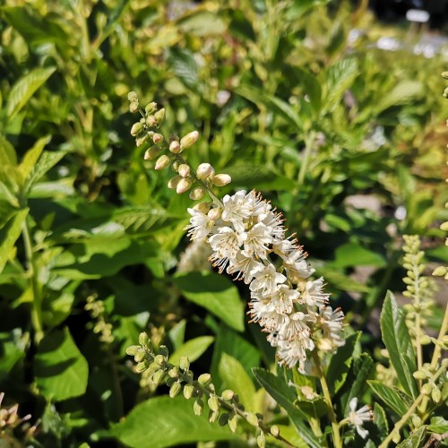 Clethra alnifolia Anne Bidwell / Konvalbusk
