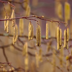 Hassel Corylus avellana