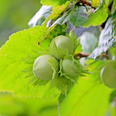 Hassel Corylus avellana