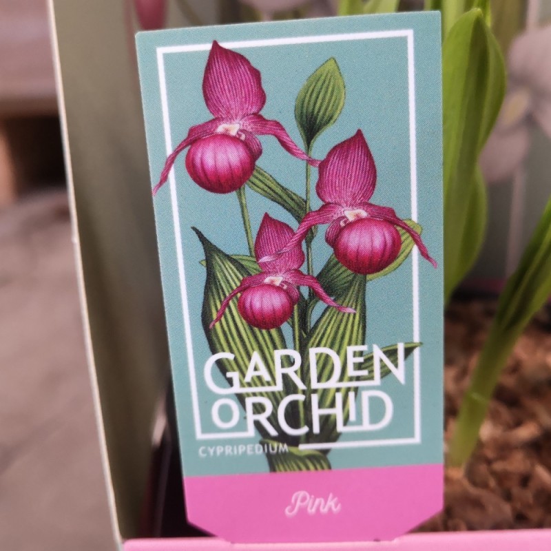 Cypripedium Pink - Fruesko / Haveorkide Cypripedium Pink - Fruesko / Haveorkide