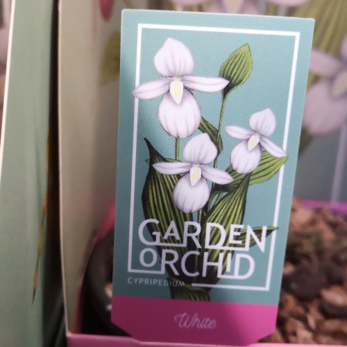 Cypripedium Hvid - Fruesko - Haveorkide