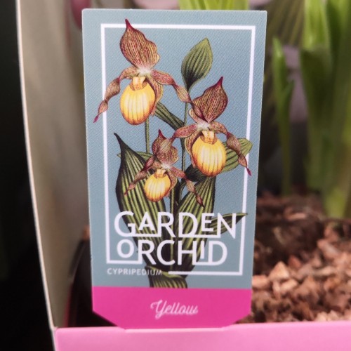 Cypripedium Gul - Fruesko - Haveorkide