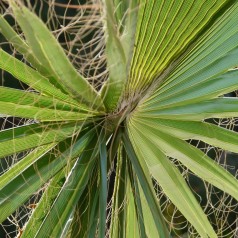 Hørpalme - Trachycarpus fortunei / 60-80 cm.