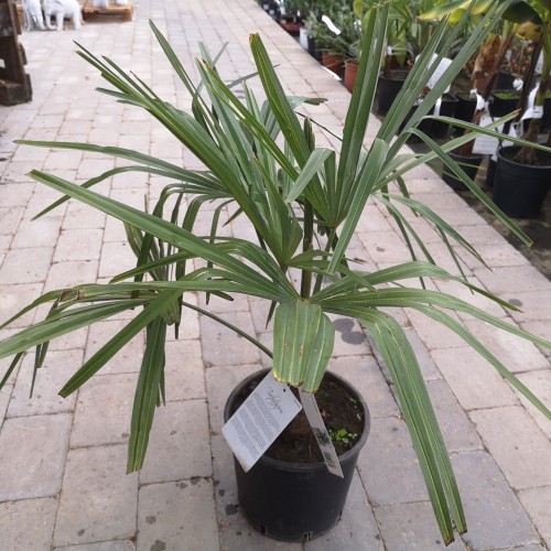 Hørpalme - Trachycarpus fortunei / 60-80 cm.