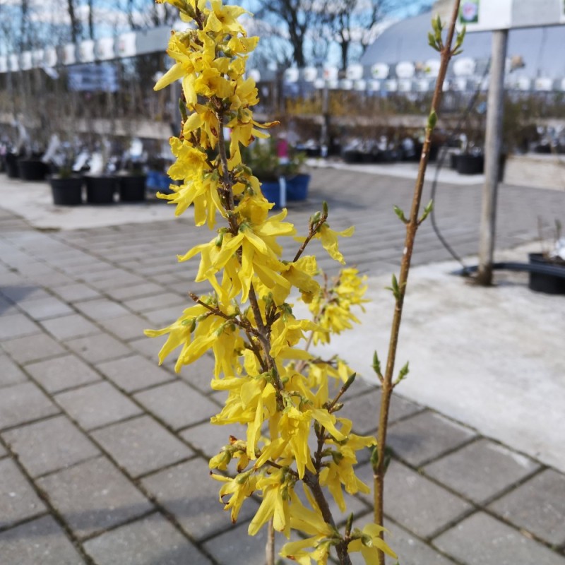 Forsythia intermedia Lynwood - Forsytia / Vårguld