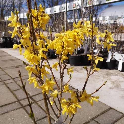 Forsythia intermedia Weekend ( Courtalyn ) - Forsytia - Vårguld