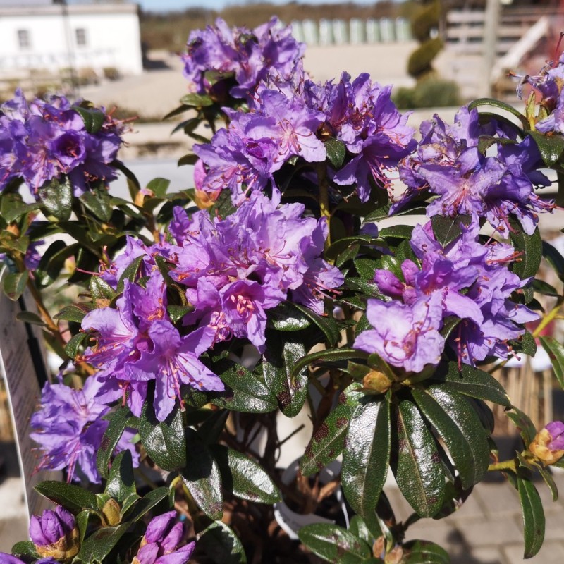 Dværg Rhododendron Blue Tit