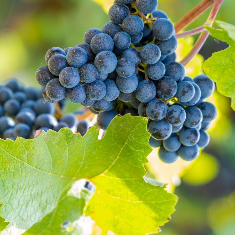 Vindrue Leon Millot / Vitis Vindrue Leon Millot / Vitis