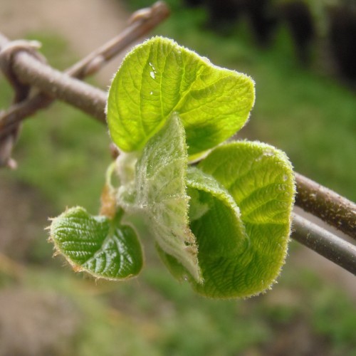 Kiwi Atlas (Han) - Actinidia deliciosa Atlas