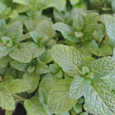 Mynte Eau de Cologne - Mentha rotundifolia Eau de Cologne