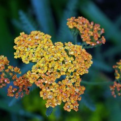 Achillea millefolium Terracotta / Røllike