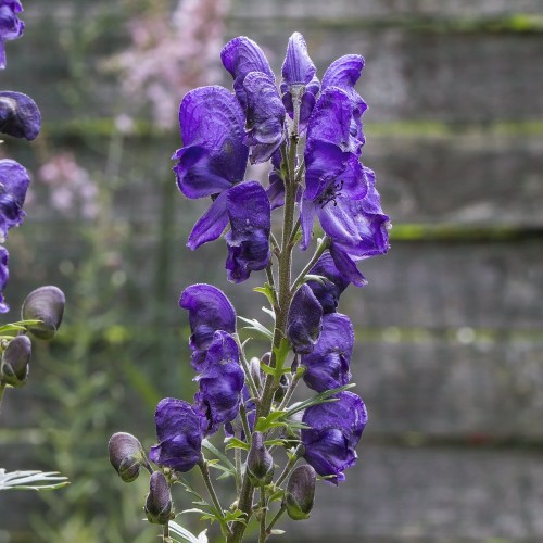 Aconitum carmichaelii Arendsii / Stormhat