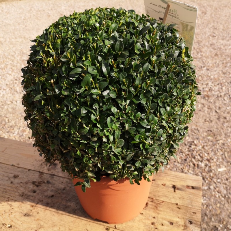 Kuglebuksbom 25-30 cm - Buxus sempervirens