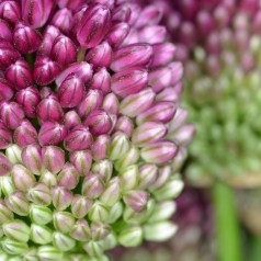 Allium sphaerocephalon - Middelhavs-prydløg