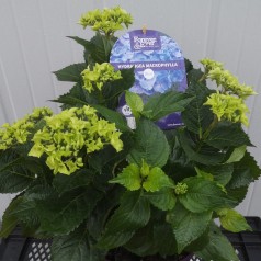 Hortensia Forever and Ever Blue 30-60 cm. - Hydrangea macrophylla Forever and Ever Blue