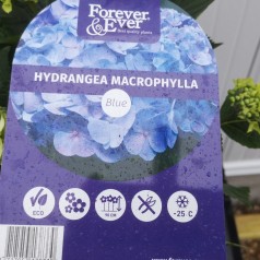 Hydrangea macrophylla Forever and Ever Blue - Havehortensia