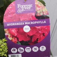 Hydrangea macrophylla Forever and Ever Rød - Havehortensia