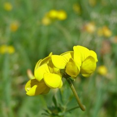 Kællingetand - Lotus corniculatus