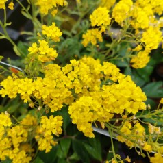 Aurinia saxatilis Goldkugel / Guldslør