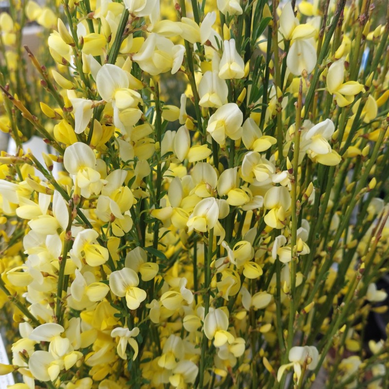 Cytisus Praecox / Vårgyvel