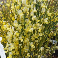 Cytisus Praecox / Vårgyvel