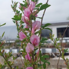 Cytisus Purpureus (Chamaecytisus) / Purpurgyvel