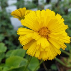 Doronicum orientale Little Leo / Gemserod