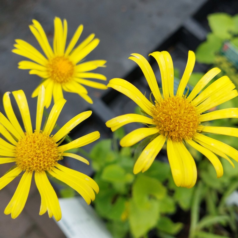 Doronicum orientale Magnificum / Gemserod