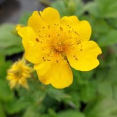 Geum montanum Diana / Nellikerod