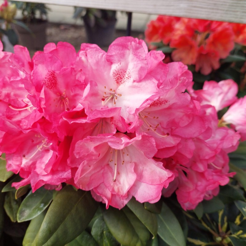 Rhododendron Yakushimanum Anuschka