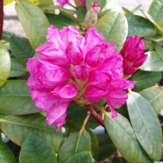 Rhododendron Yakushimanum Blurettia