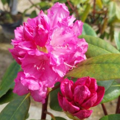 Rhododendron Yakushimanum Blurettia